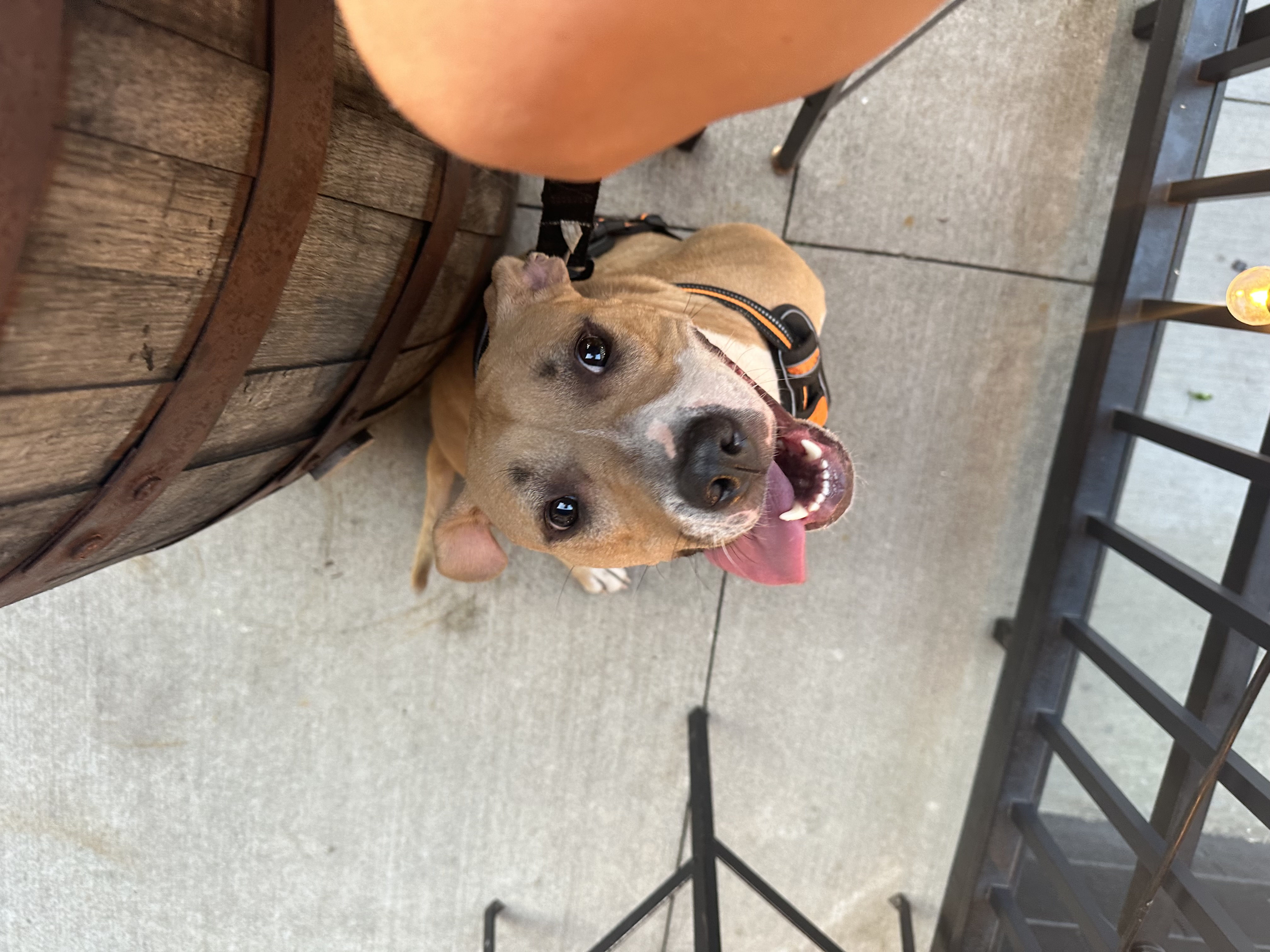 Dog for adoption Calli, a Mixed Breed in Pleasant Ridge, MI Petfinder