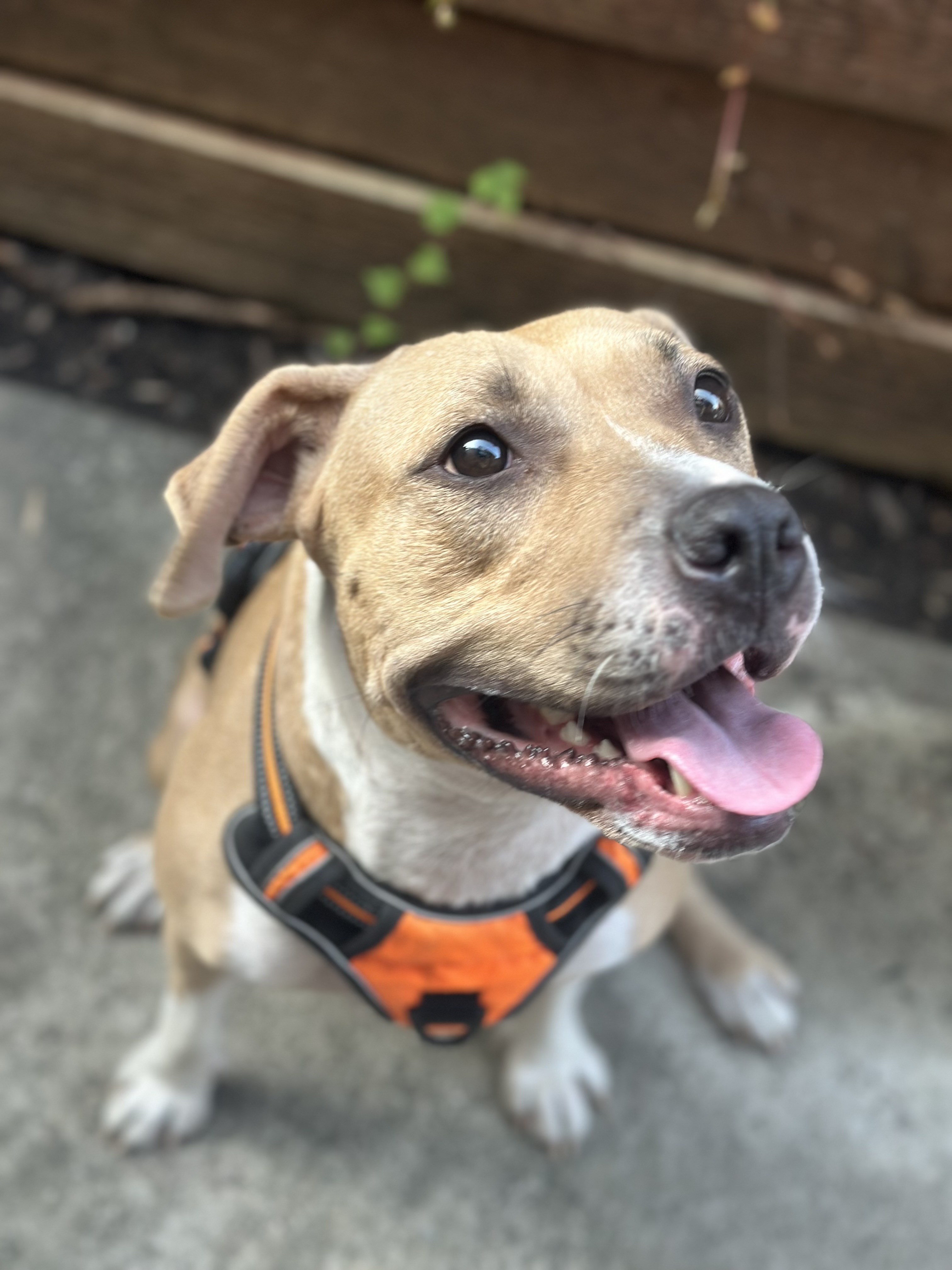 Dog for adoption Calli, a Mixed Breed in Pleasant Ridge, MI Petfinder