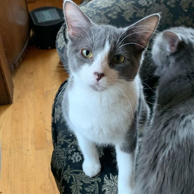 Finch, a Adoptable Domestic Short Hair in Mokena, IL image 1/5