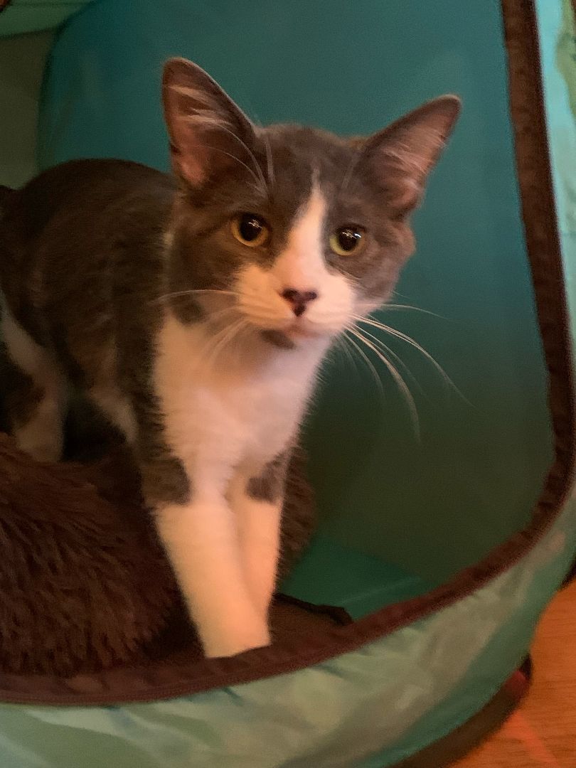 Finch, a Adoptable Domestic Short Hair in Mokena, IL image 2/5