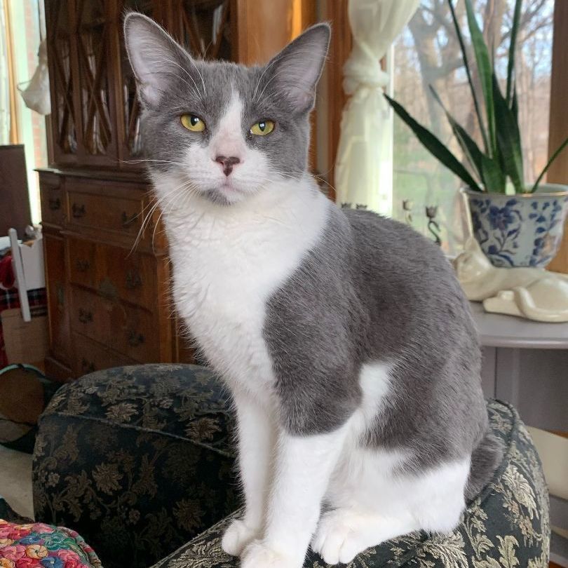 Finch, a Adoptable Domestic Short Hair in Mokena, IL image 3/5