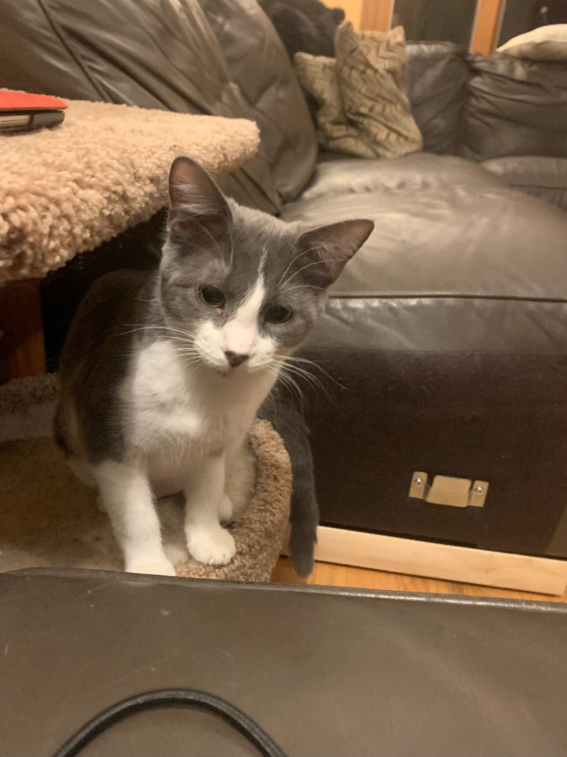 Finch, a Adoptable Domestic Short Hair in Mokena, IL image 4/5