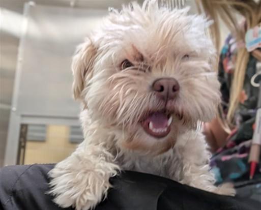 COTTON, Adoptable, Adult Female Poodle & Mixed Breed.