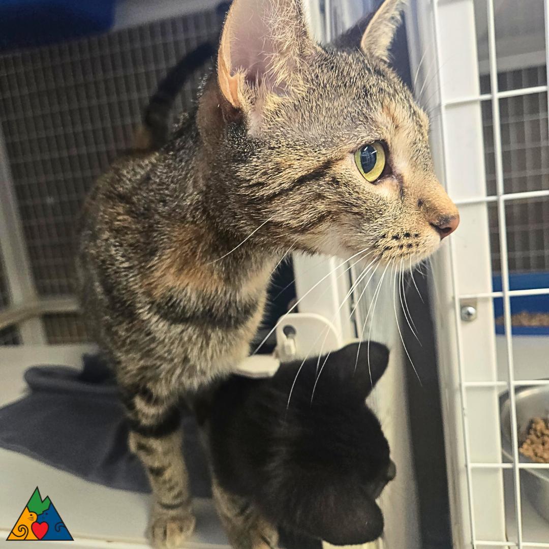 Magi, an adoptable Domestic Short Hair in Douglas, WY, 82633 | Photo Image 2