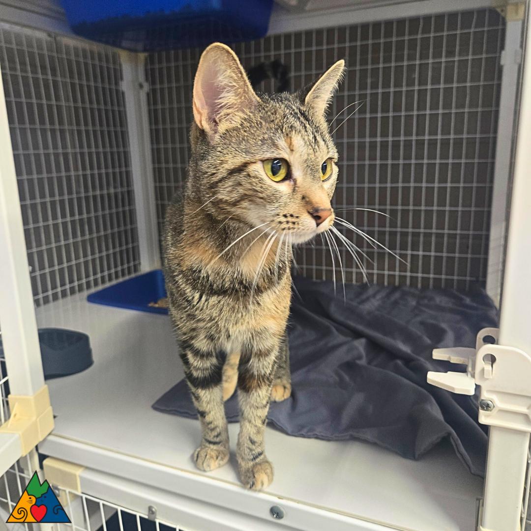 Magi, an adoptable Domestic Short Hair in Douglas, WY, 82633 | Photo Image 1