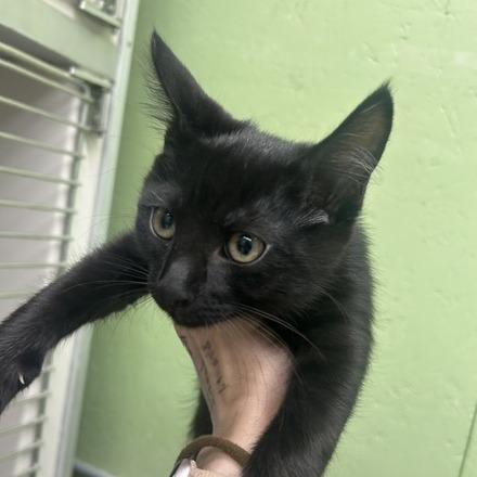 Cardamom, Adoptable, Kitten Female Domestic Short Hair.