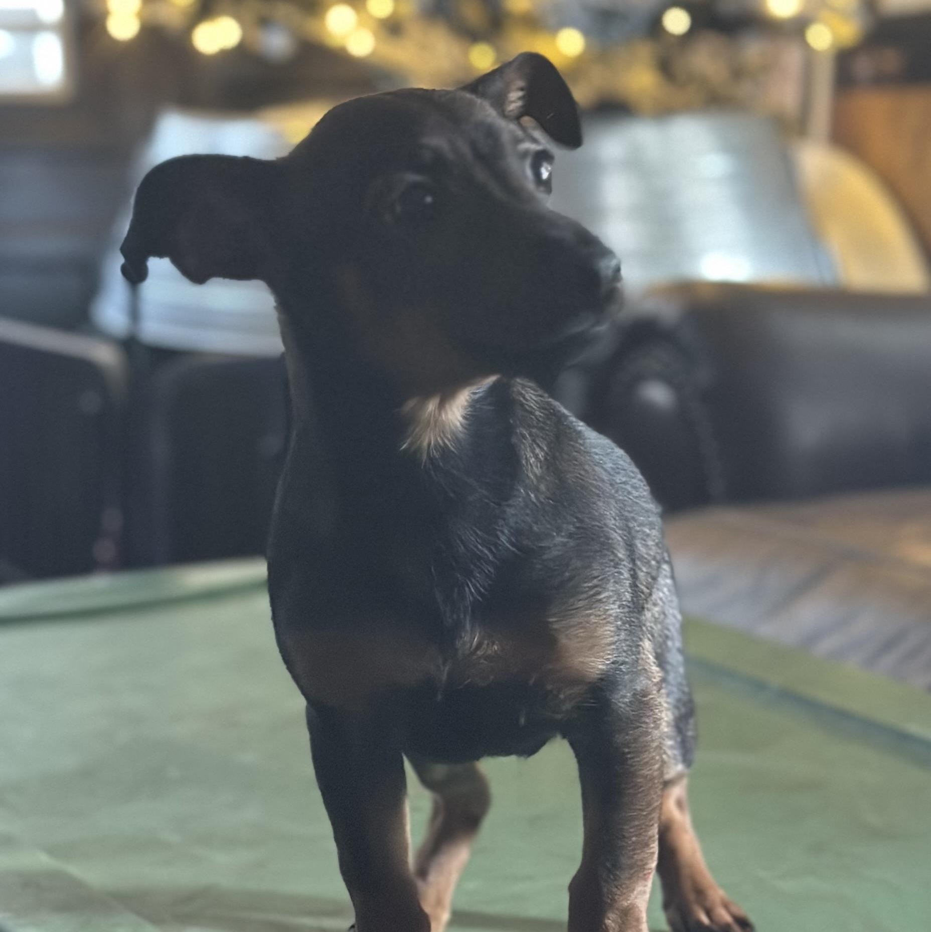 Enlarge Reece , a ADOPTABLE Jack Russell Terrier in Wilmington, IL image 2/6