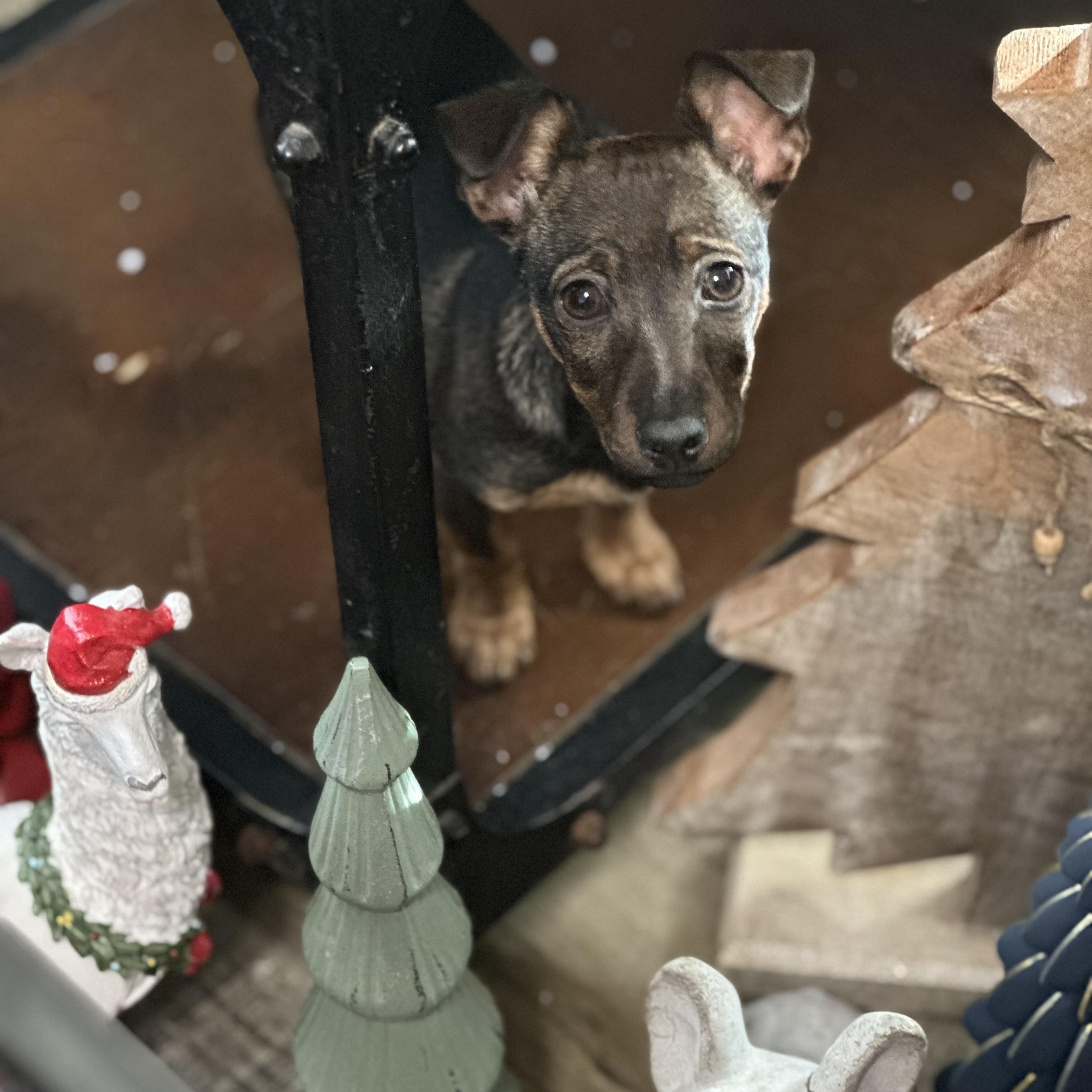 Enlarge Reece , a ADOPTABLE Jack Russell Terrier in Wilmington, IL image 4/6