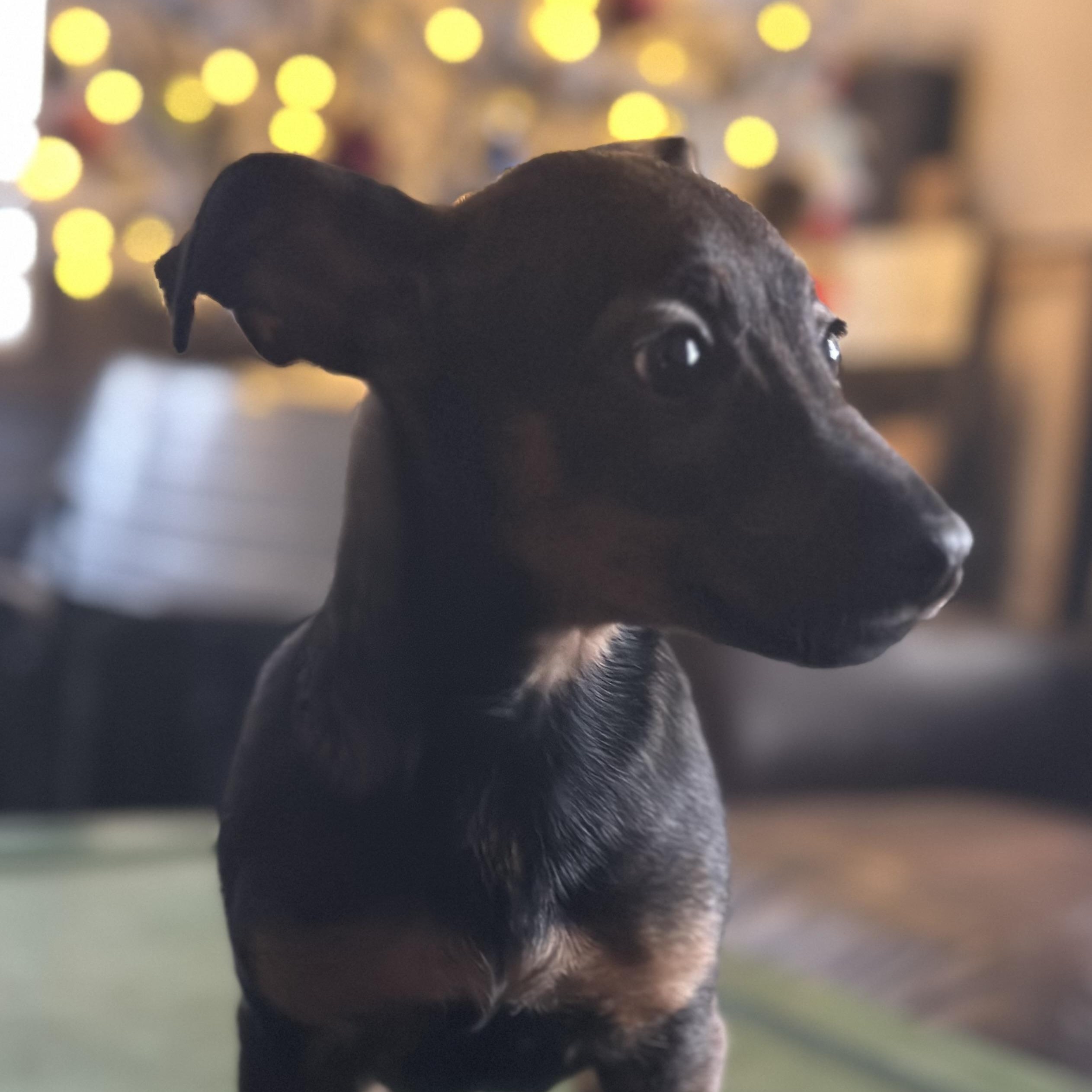 Enlarge Reece , a ADOPTABLE Jack Russell Terrier in Wilmington, IL image 5/6