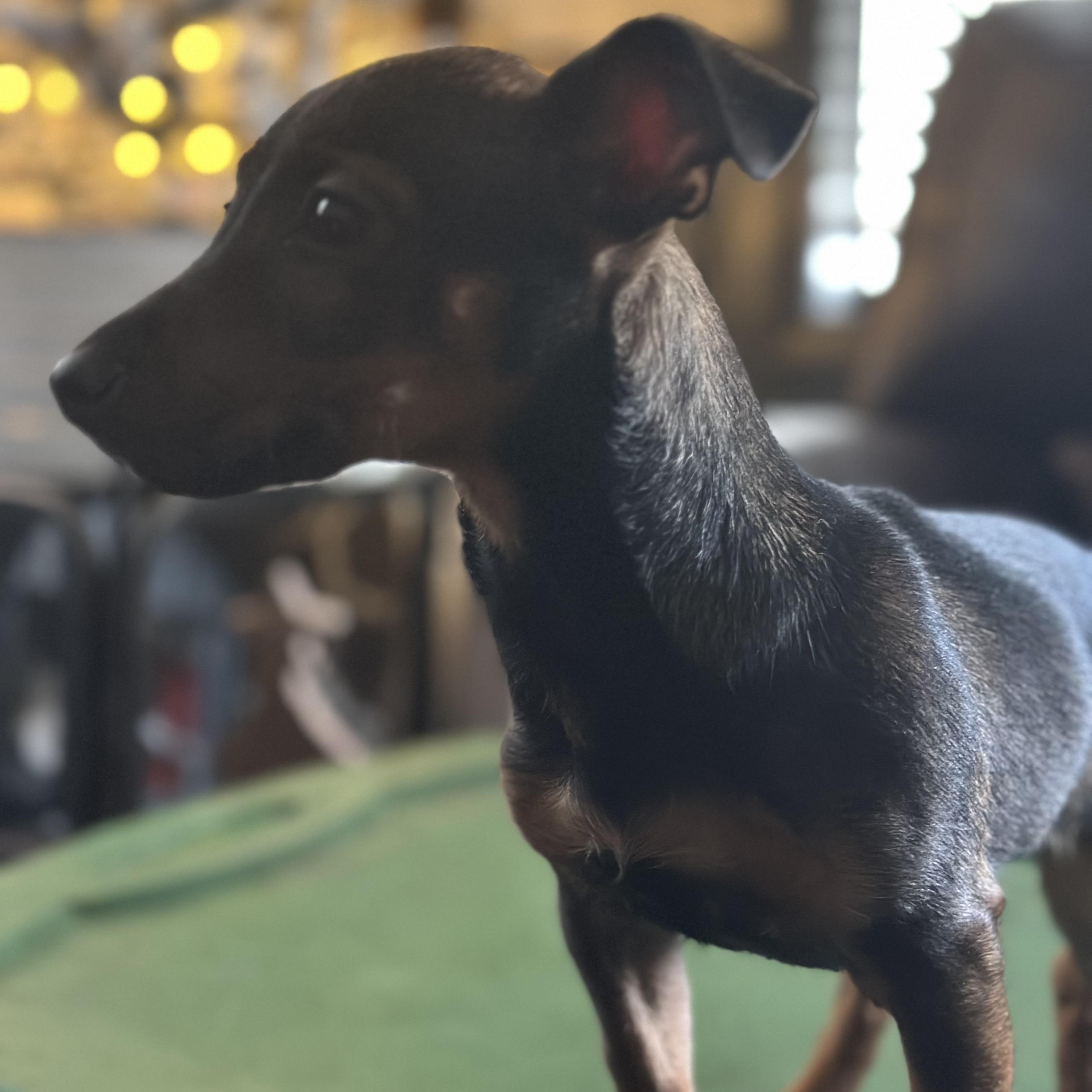 Reece , ADOPTABLE, Puppy Male Jack Russell Terrier.