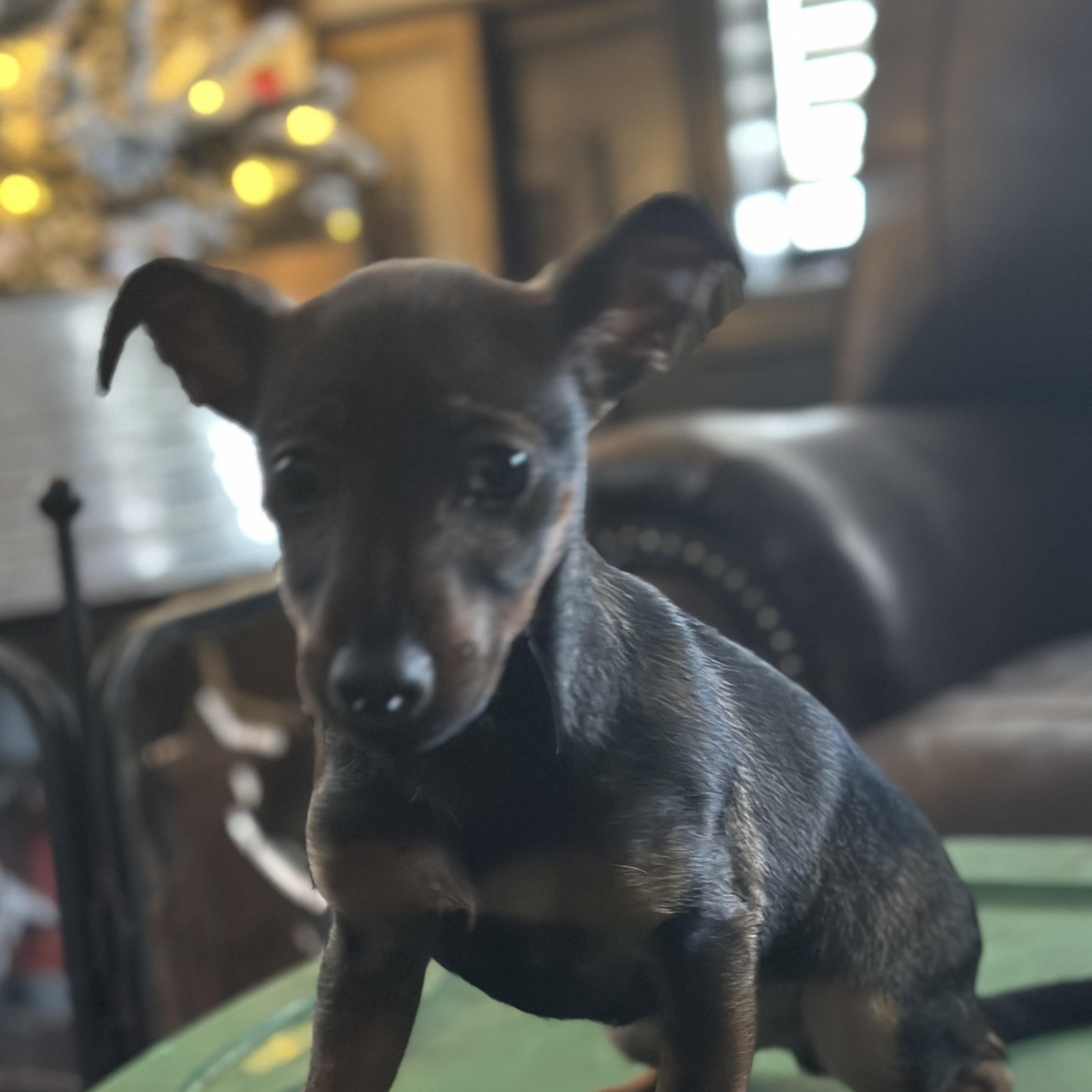 Enlarge Reece , a ADOPTABLE Jack Russell Terrier in Wilmington, IL image 6/6