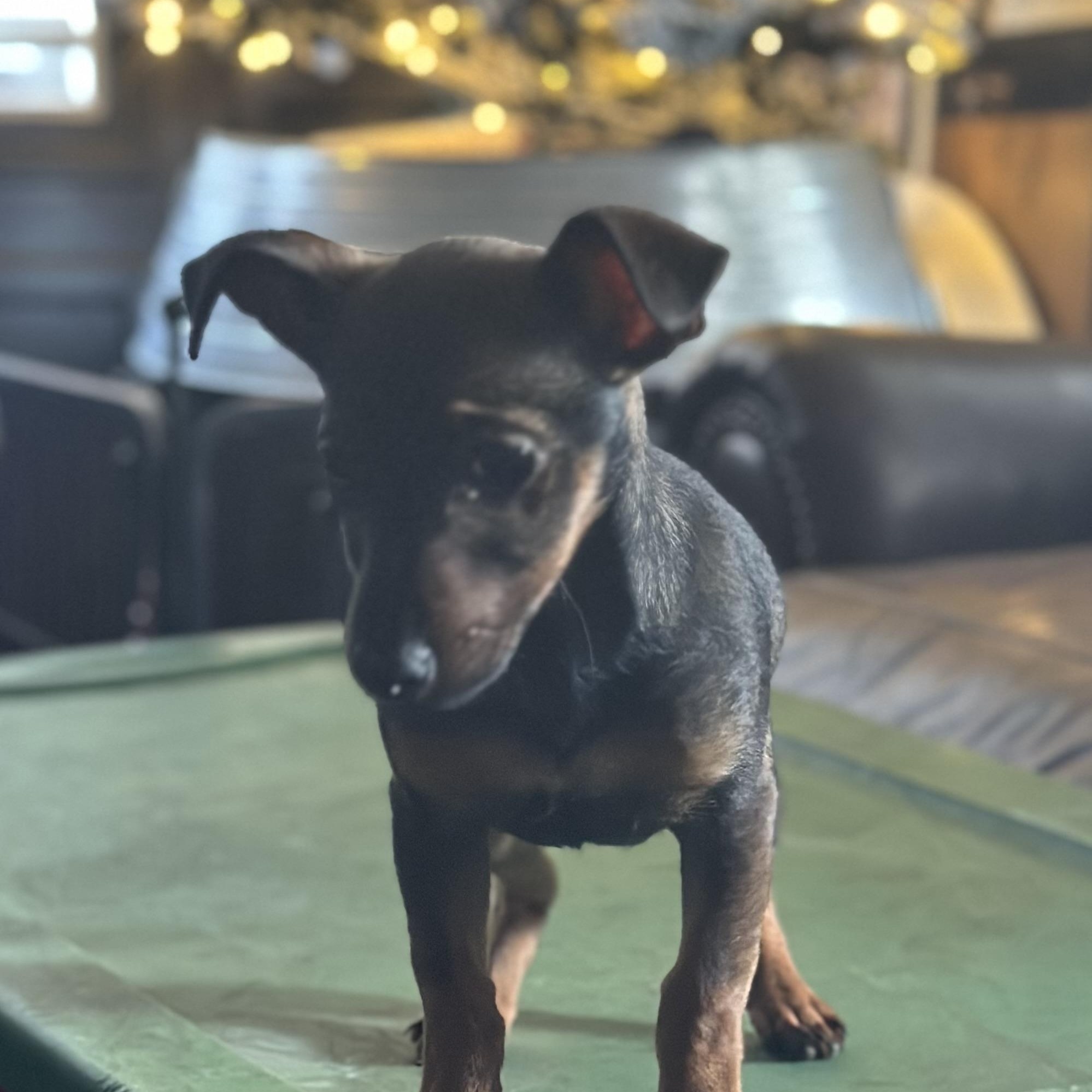 Enlarge Reece , a ADOPTABLE Jack Russell Terrier in Wilmington, IL image 3/6