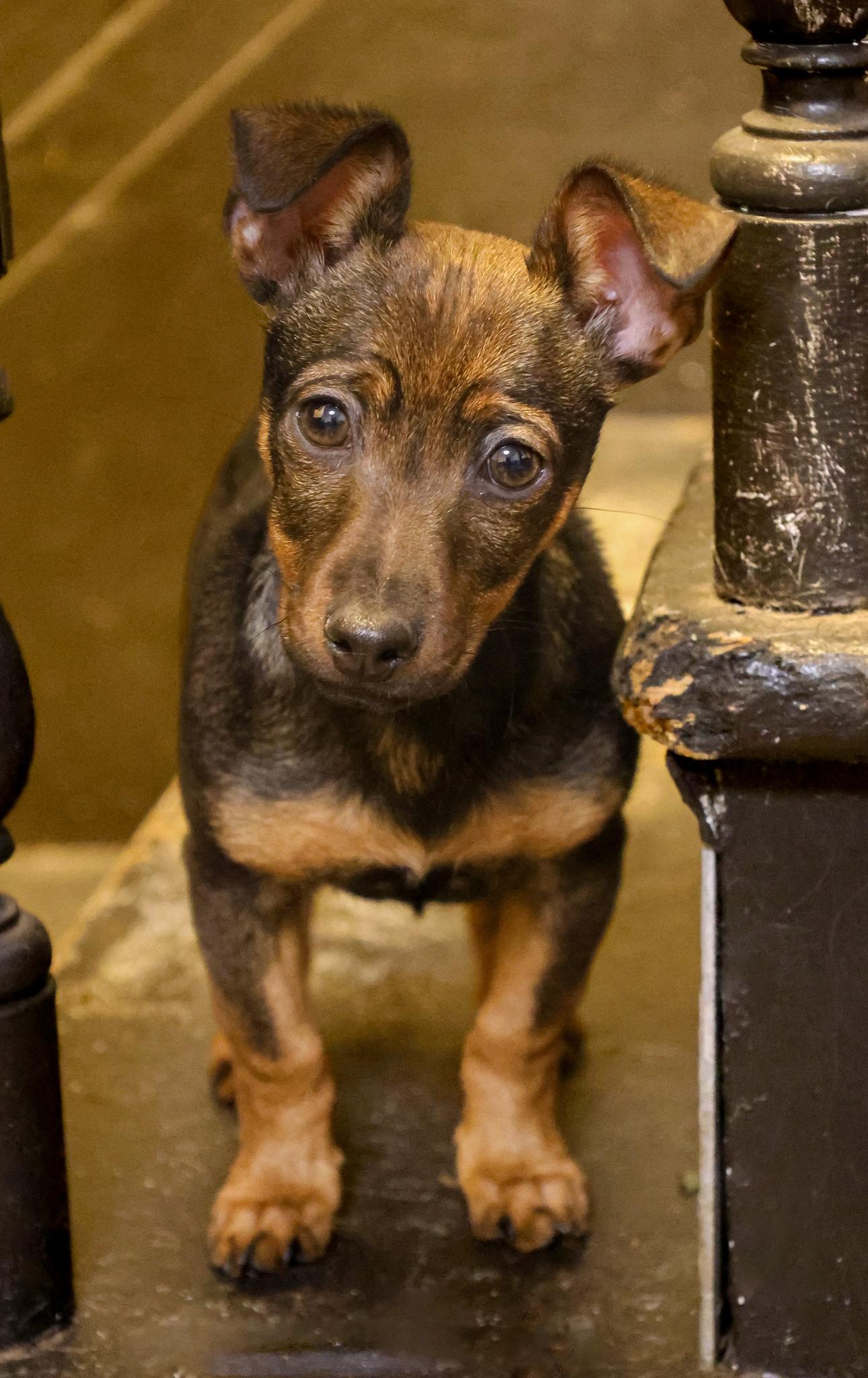 Enlarge Reece , an adopted mixed breed in Wilmington, IL image 1/6