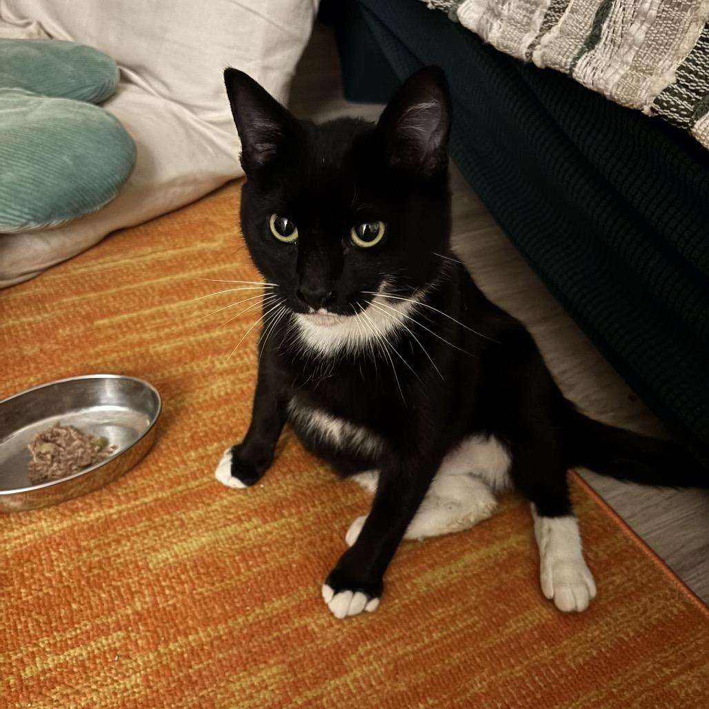 Ankle Socks, Adoptable, Young Female Domestic Short Hair.