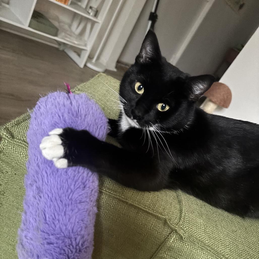 Enlarge Ankle Socks, a Adoptable Domestic Short Hair in PITTSBURGH, PA image 2/6