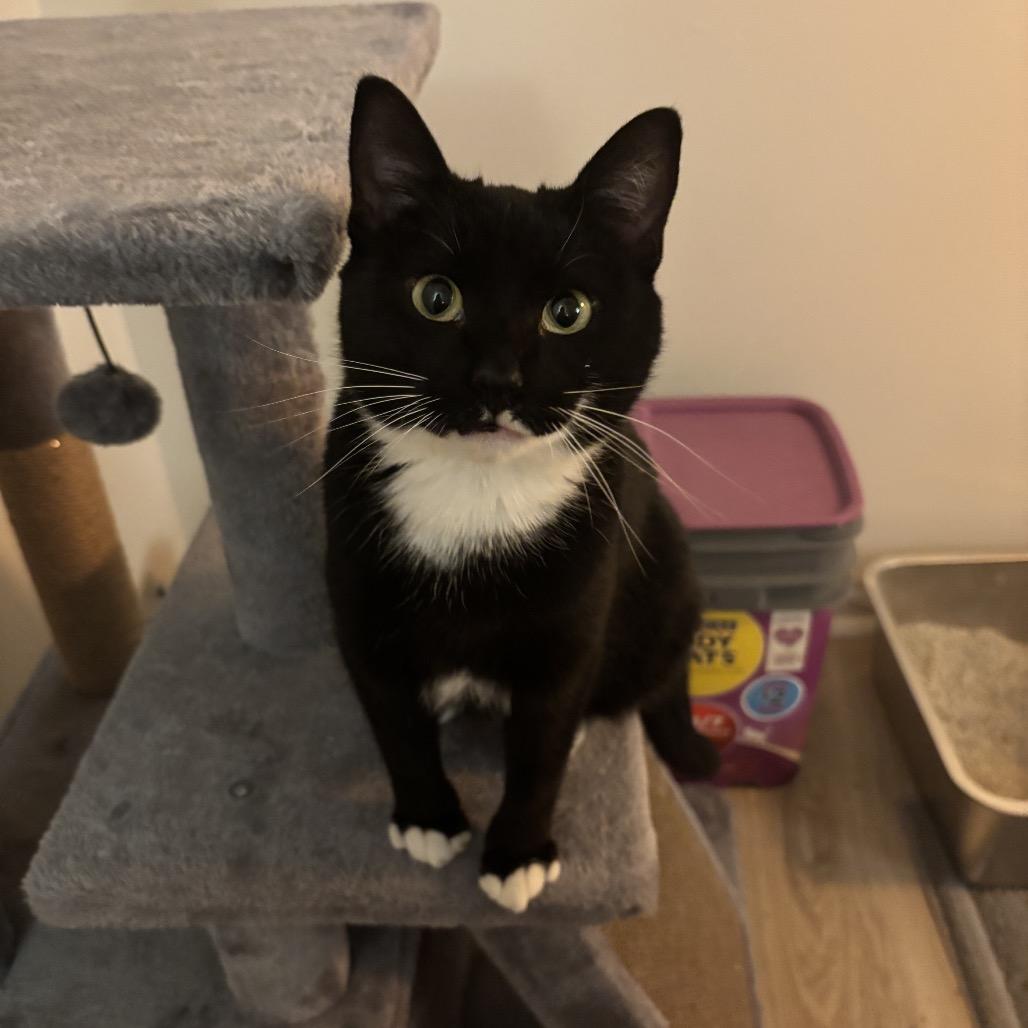 Enlarge Ankle Socks, a Adoptable Domestic Short Hair in PITTSBURGH, PA image 3/6