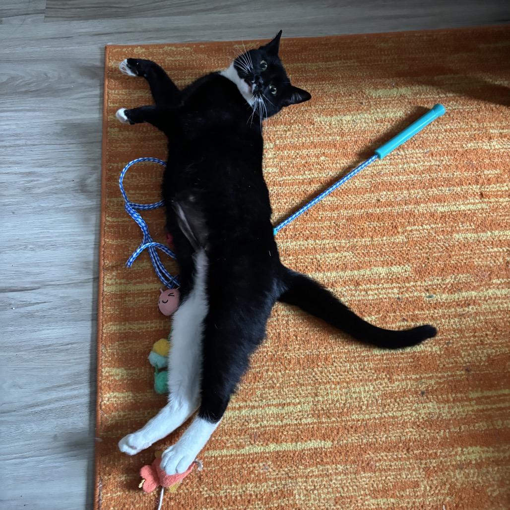 Enlarge Ankle Socks, a Adoptable Domestic Short Hair in PITTSBURGH, PA image 4/6