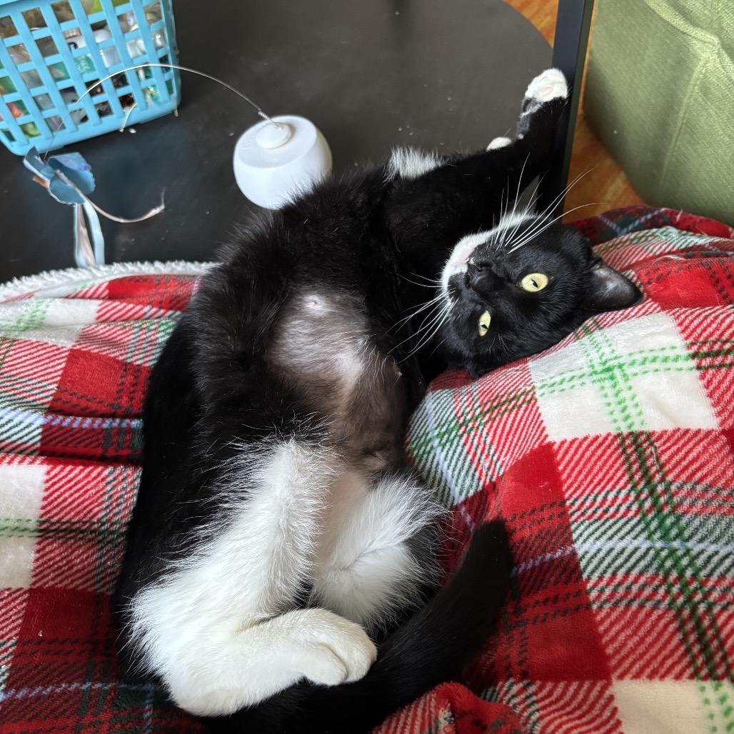 Enlarge Ankle Socks, a Adoptable Domestic Short Hair in PITTSBURGH, PA image 5/6