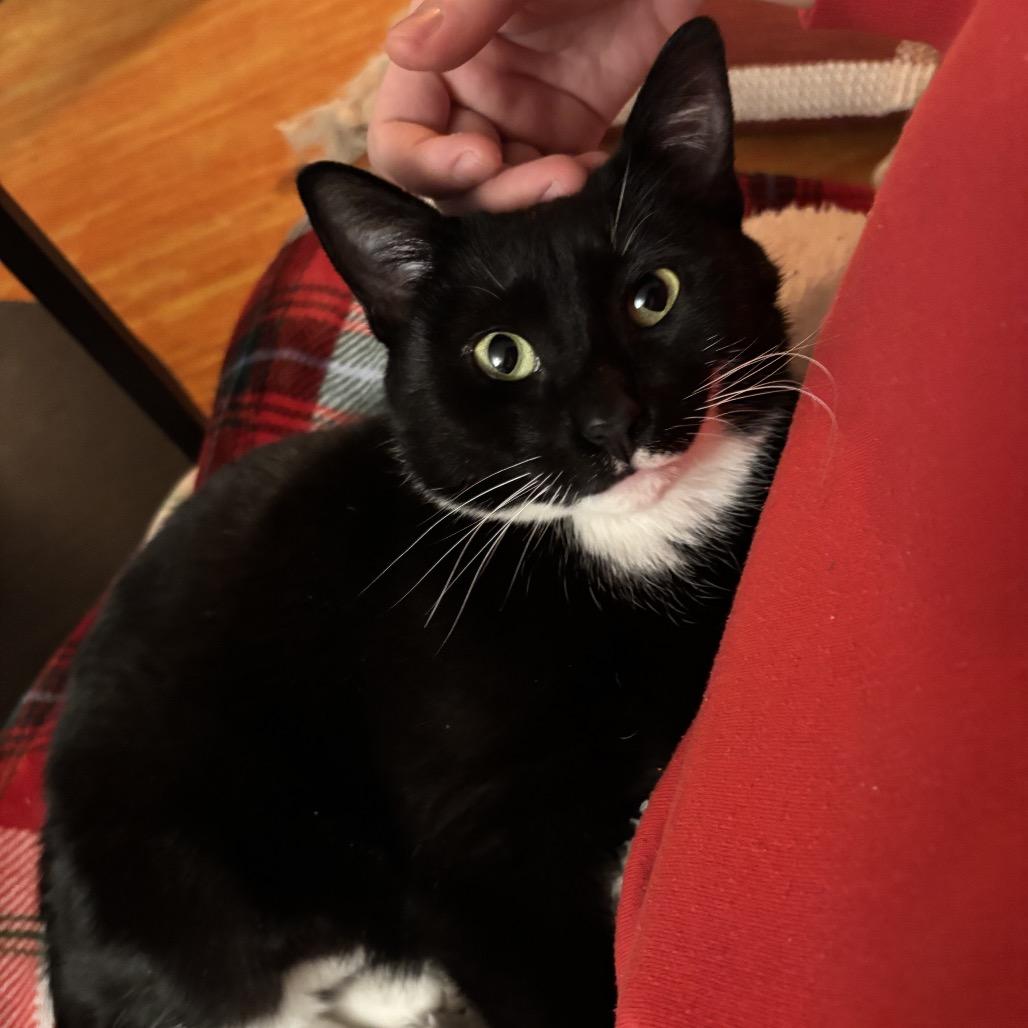 Enlarge Ankle Socks, a Adoptable Domestic Short Hair in PITTSBURGH, PA image 6/6