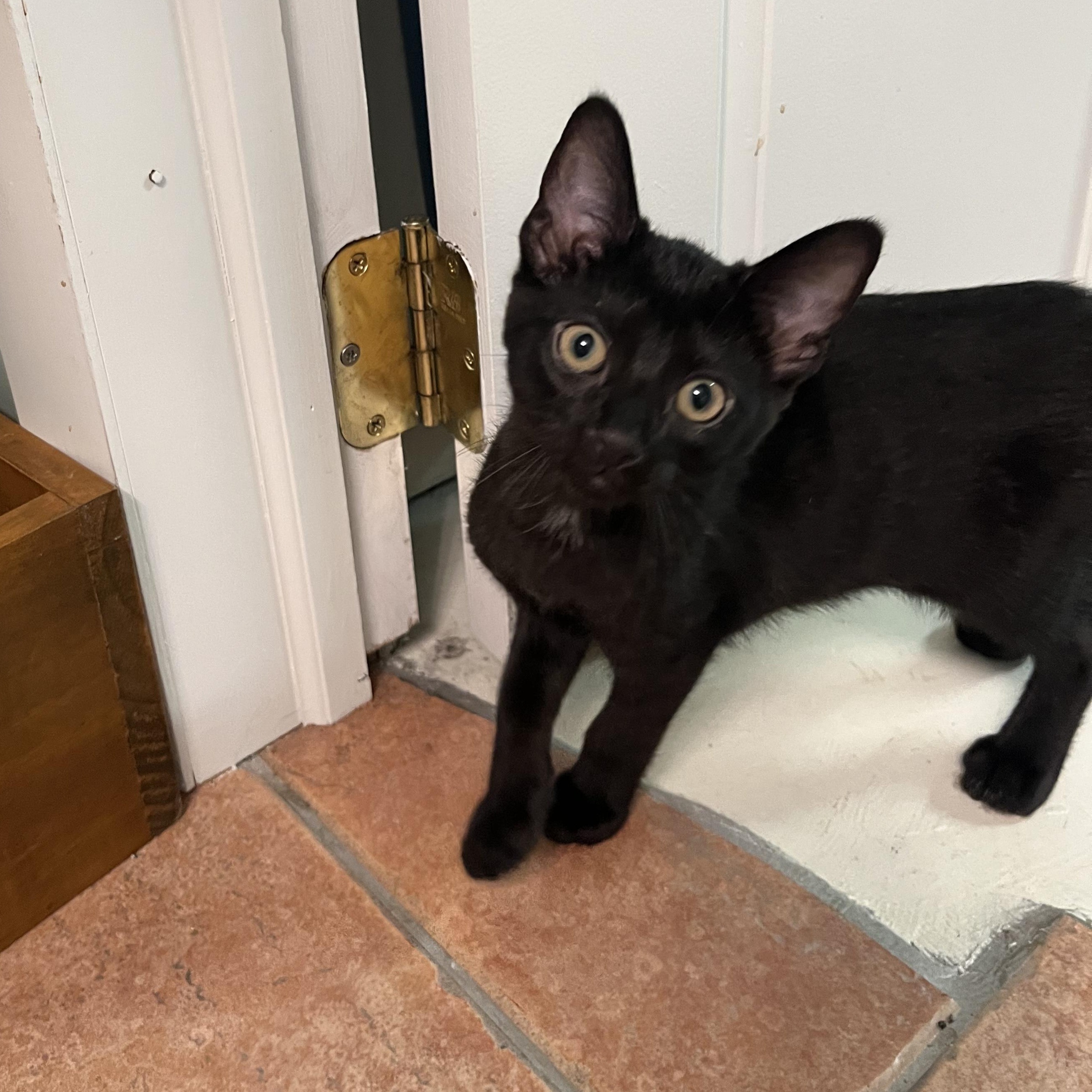 Anabel, a ADOPTABLE Domestic Short Hair in Indianapolis, IN image 1/3