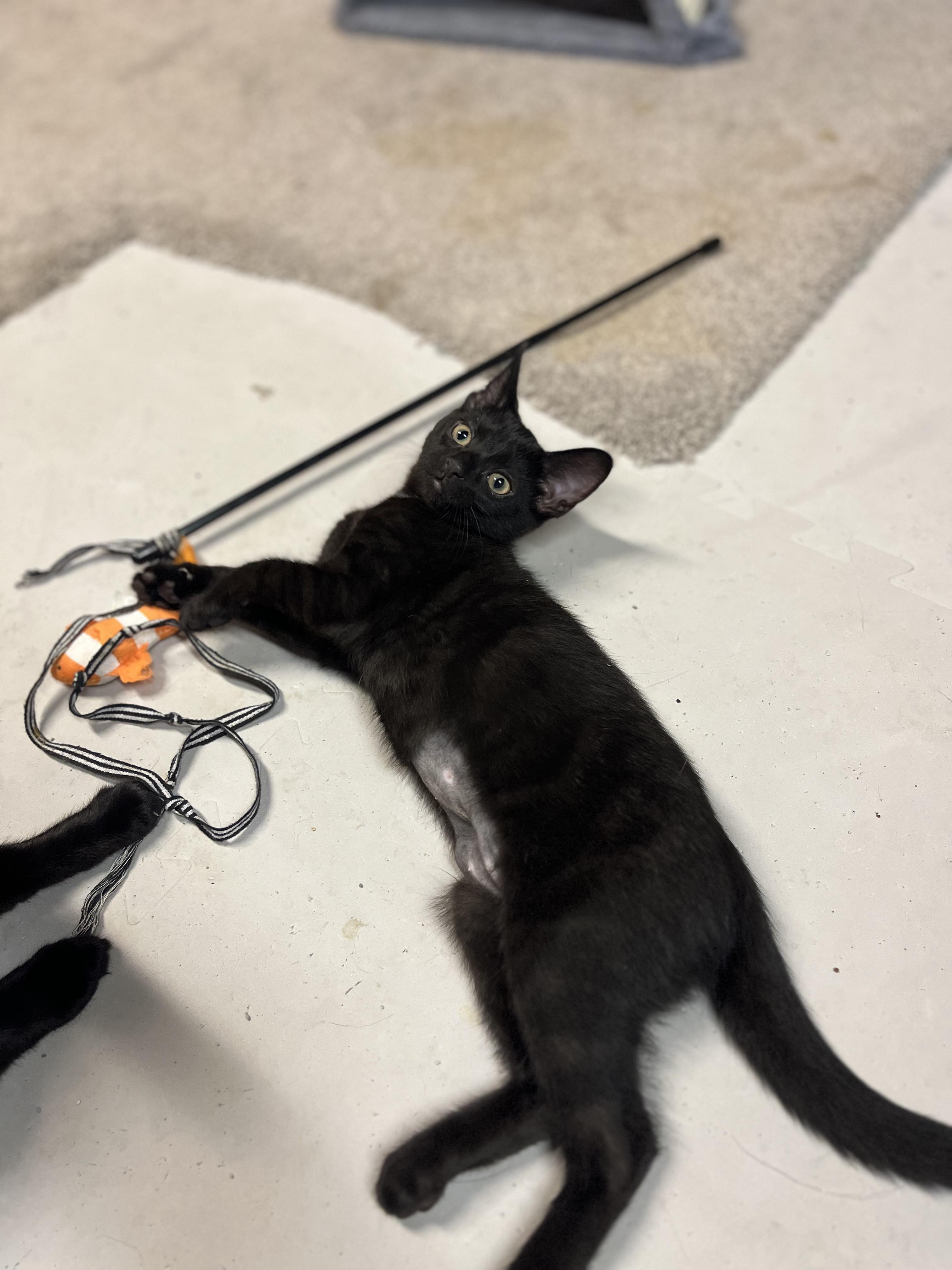 Anabel, a ADOPTABLE Domestic Short Hair in Indianapolis, IN image 3/3