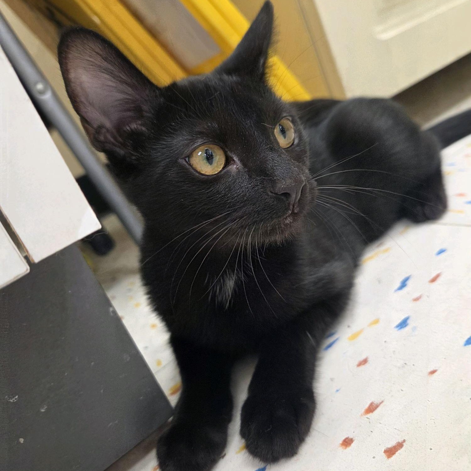 Anabel, ADOPTABLE, Kitten Female Domestic Short Hair.