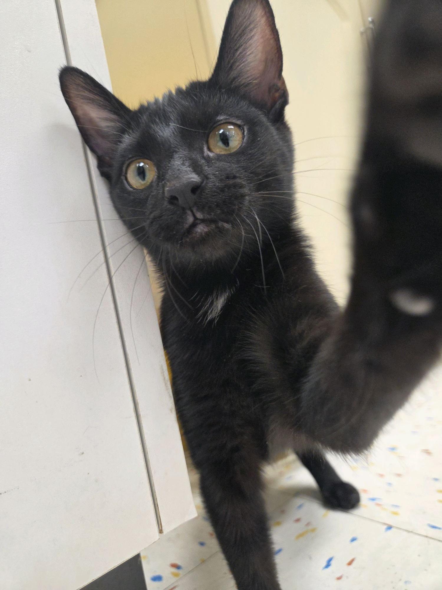 Enlarge Anabel, an adoptable Domestic Short Hair in Indianapolis, IN image 4/4