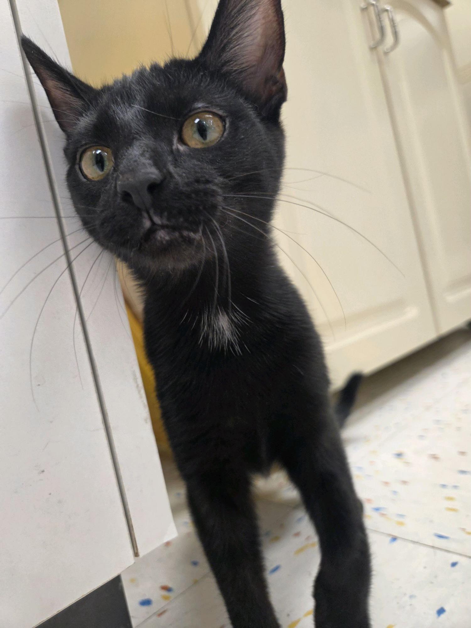 Enlarge Anabel, an adoptable Domestic Short Hair in Indianapolis, IN image 3/4