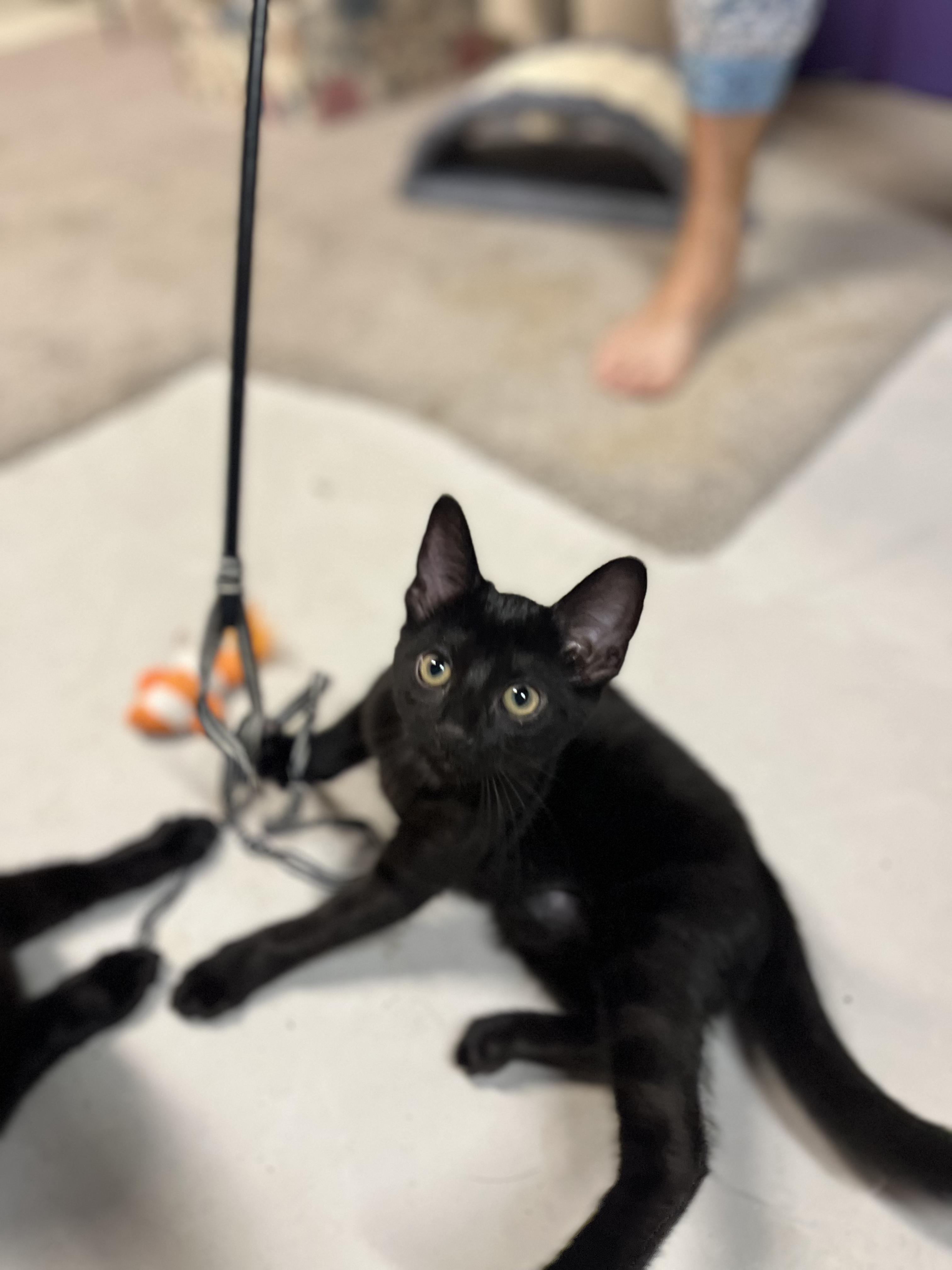 Anabel, a ADOPTABLE Domestic Short Hair in Indianapolis, IN image 2/3