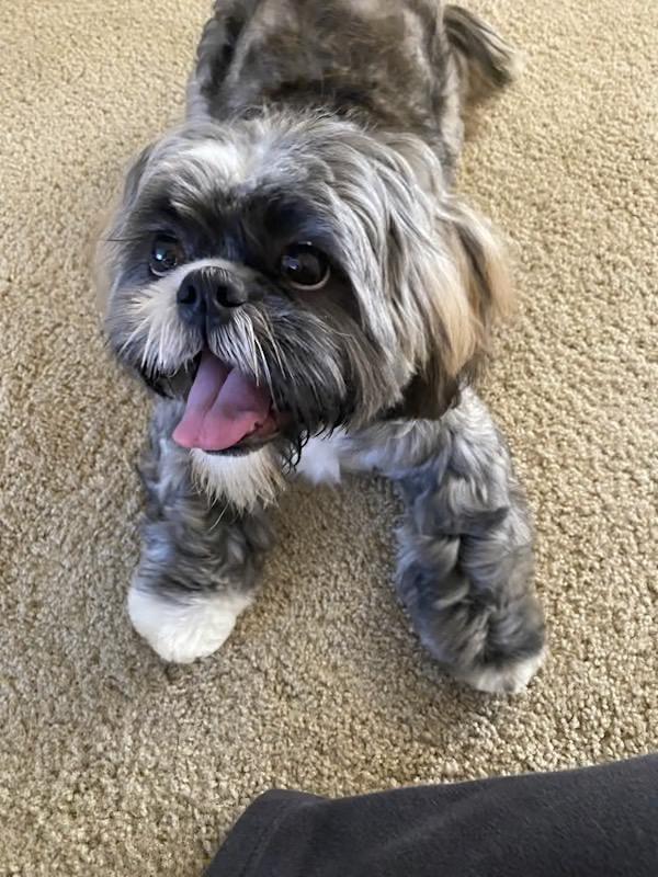 Enlarge Jackson, a Adopted Shih Tzu in Sandston, VA image 1/1