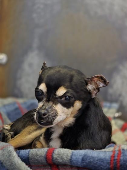 Enlarge Charles, a Adoptable mixed breed in Roseville, CA image 1/1