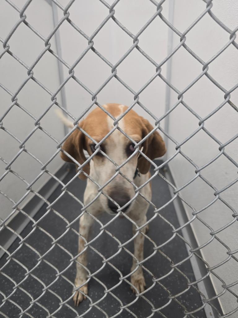 Enlarge Gracie, a Adopted Treeing Walker Coonhound in Waynesville, GA image 1/1