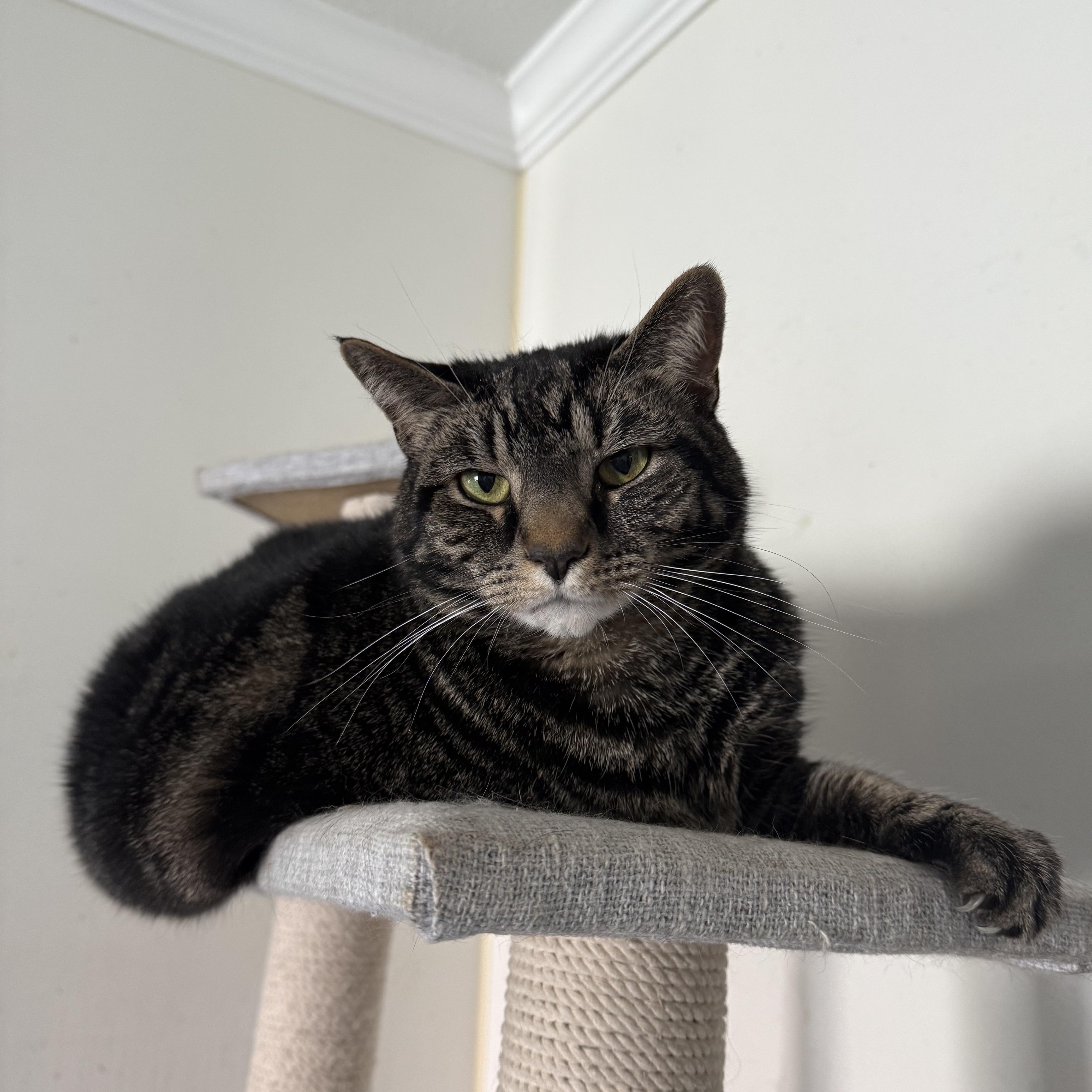 Sprite, ADOPTABLE, Adult Female Domestic Short Hair.