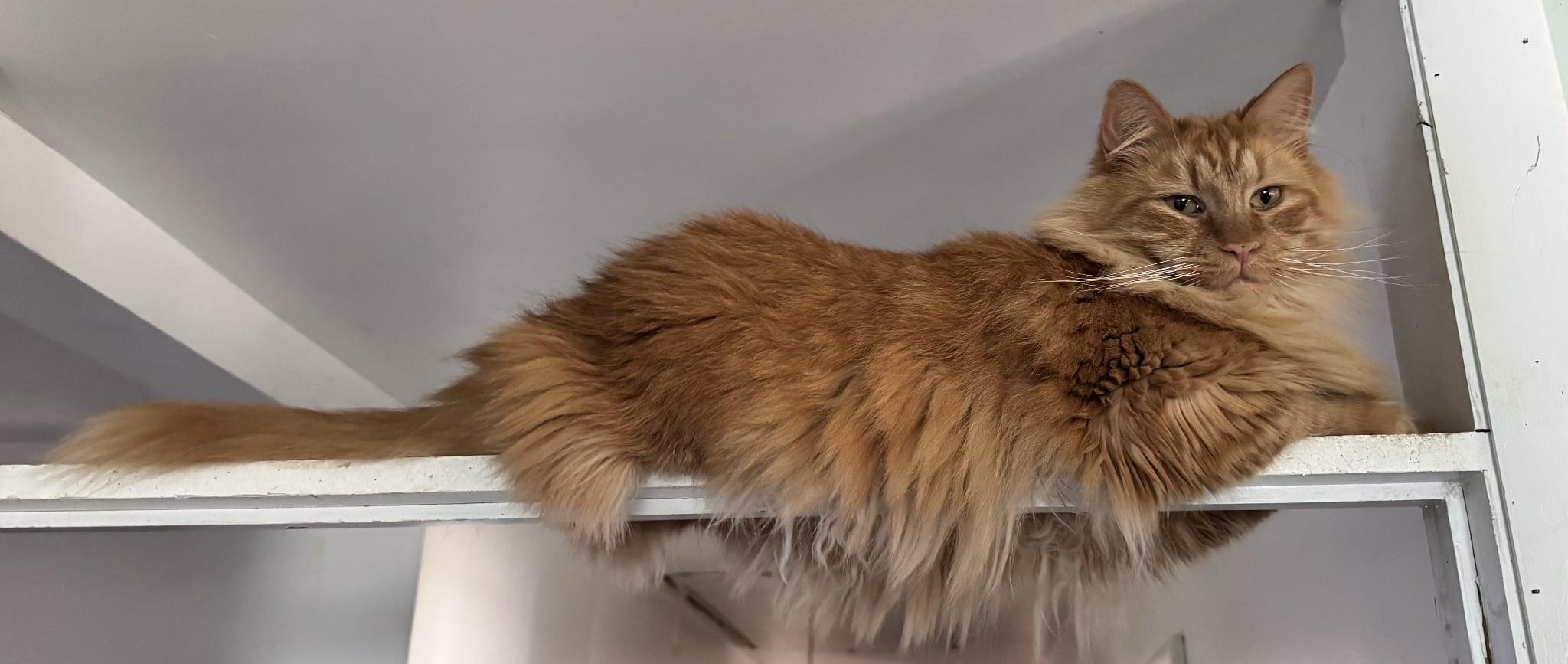 Jam & Skiddy- BONDED PAIR, Adoptable, Adult Male Domestic Long Hair & Domestic Short Hair.