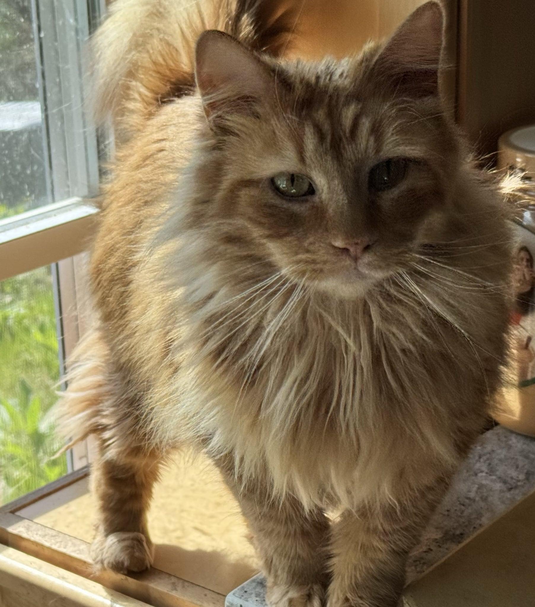 Jam & Skiddy- BONDED PAIR, a Adoptable mixed breed in Woodstock, CT image 2/5