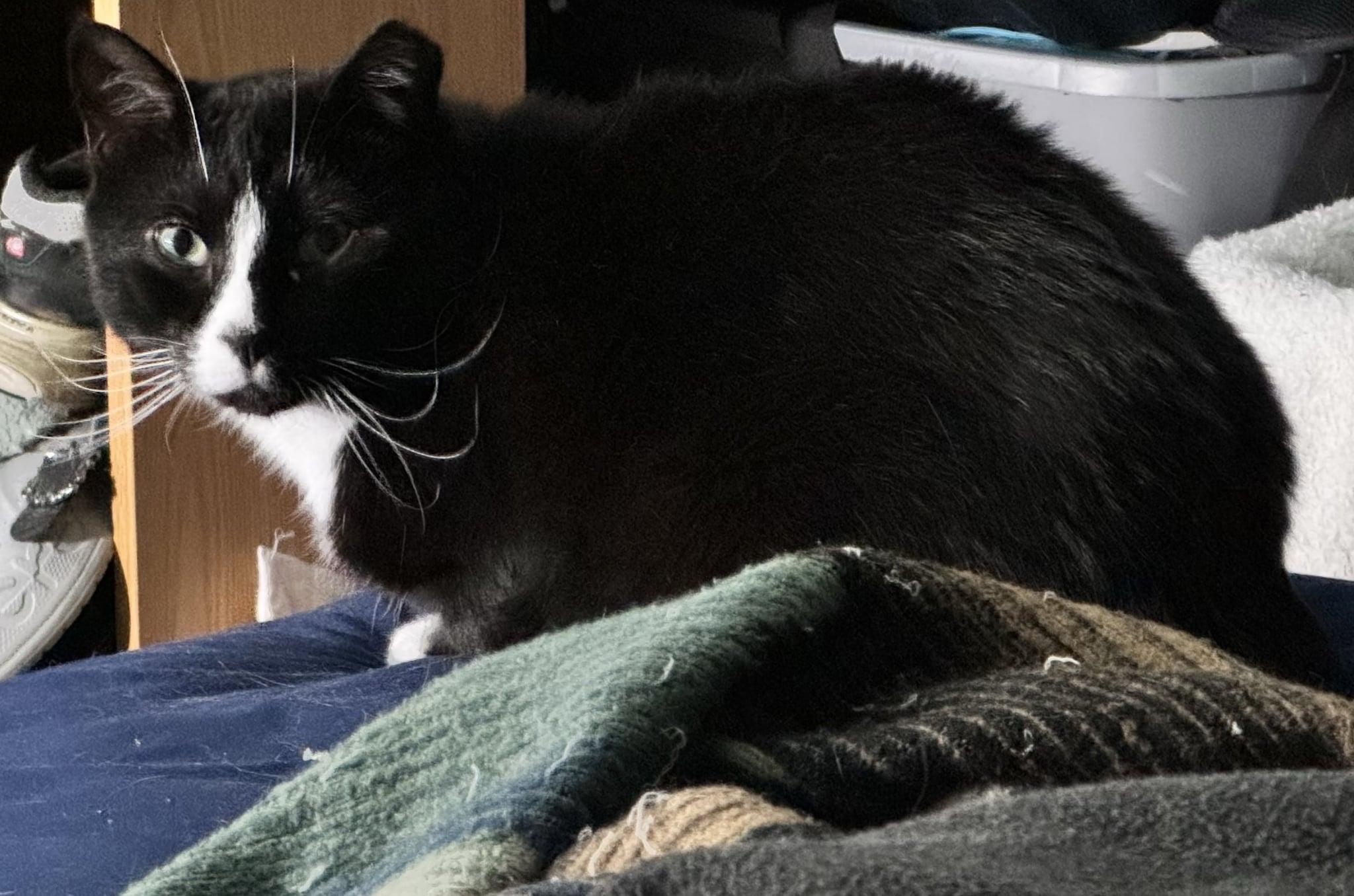 Jam & Skiddy- BONDED PAIR, a Adoptable mixed breed in Woodstock, CT image 4/5