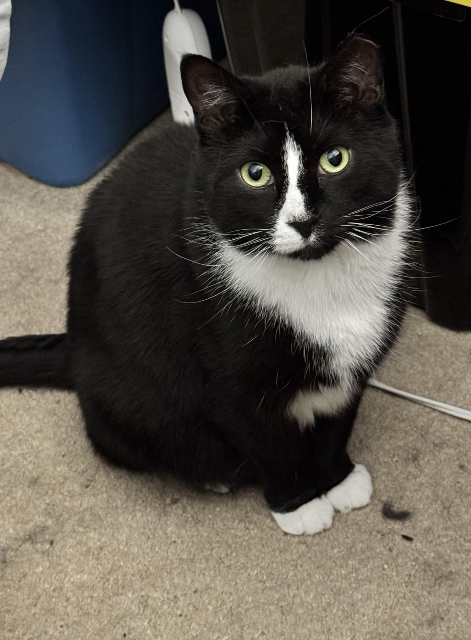 Jam & Skiddy- BONDED PAIR, a Adoptable mixed breed in Woodstock, CT image 5/5