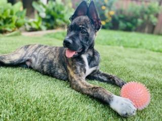 Bear, a Adoptable mixed breed in Rocklin , CA image 2/5
