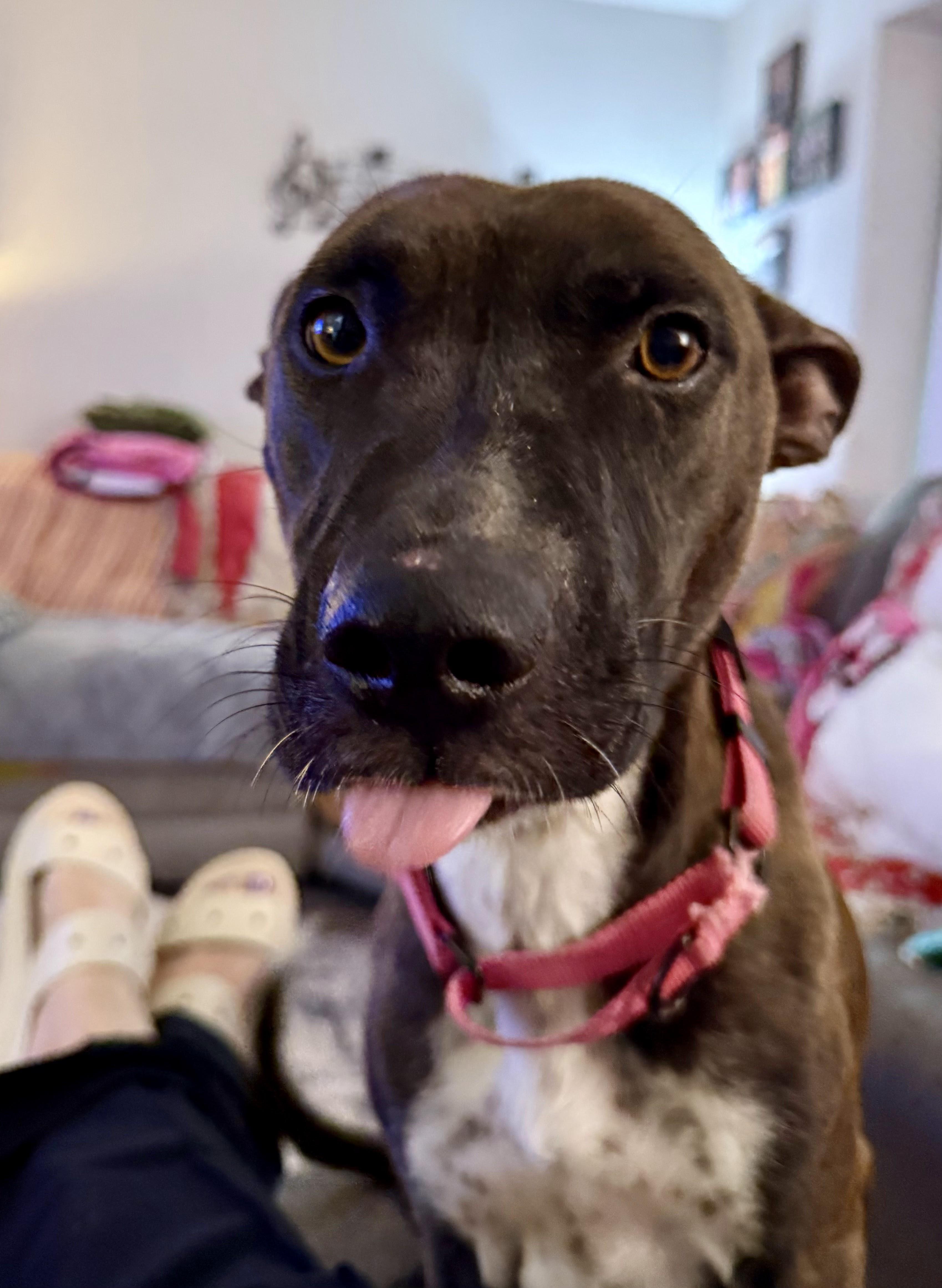 Bear, a Adoptable mixed breed in Rocklin , CA image 4/5