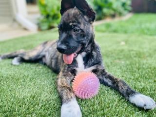 Bear, a Adoptable mixed breed in Rocklin , CA image 3/5