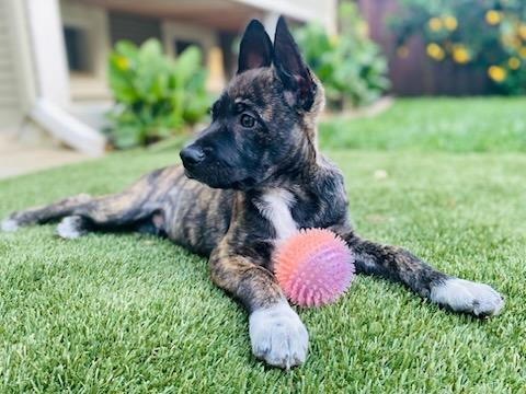 Bear, Adoptable, Young Male Shepherd.