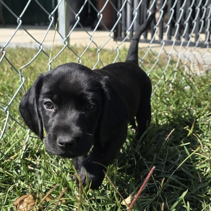 Boykin/Beagle Betty, Adopted, Puppy Female Boykin Spaniel & Beagle.