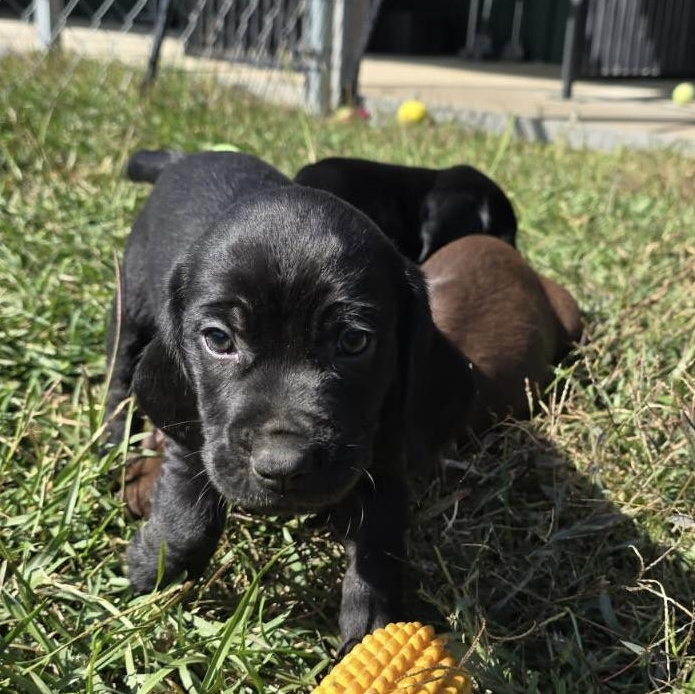 Enlarge Boykin/Beagle Betty, a Adopted mixed breed in Charlotte, NC image 4/4