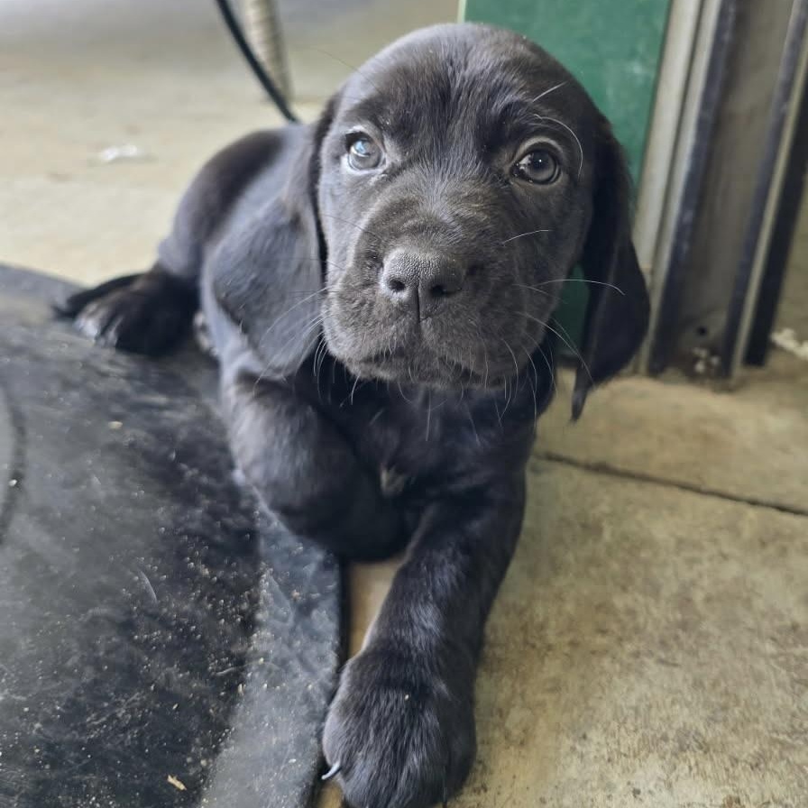 Enlarge Boykin/Beagle Betty, a Adopted mixed breed in Charlotte, NC image 2/4