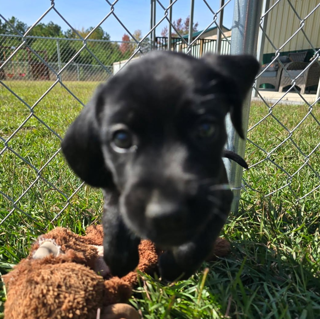 Enlarge Boykin/Beagle Betty, a Adopted mixed breed in Charlotte, NC image 3/4