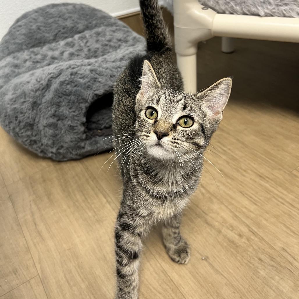 Bro, Adoptable, Young Male Domestic Short Hair.
