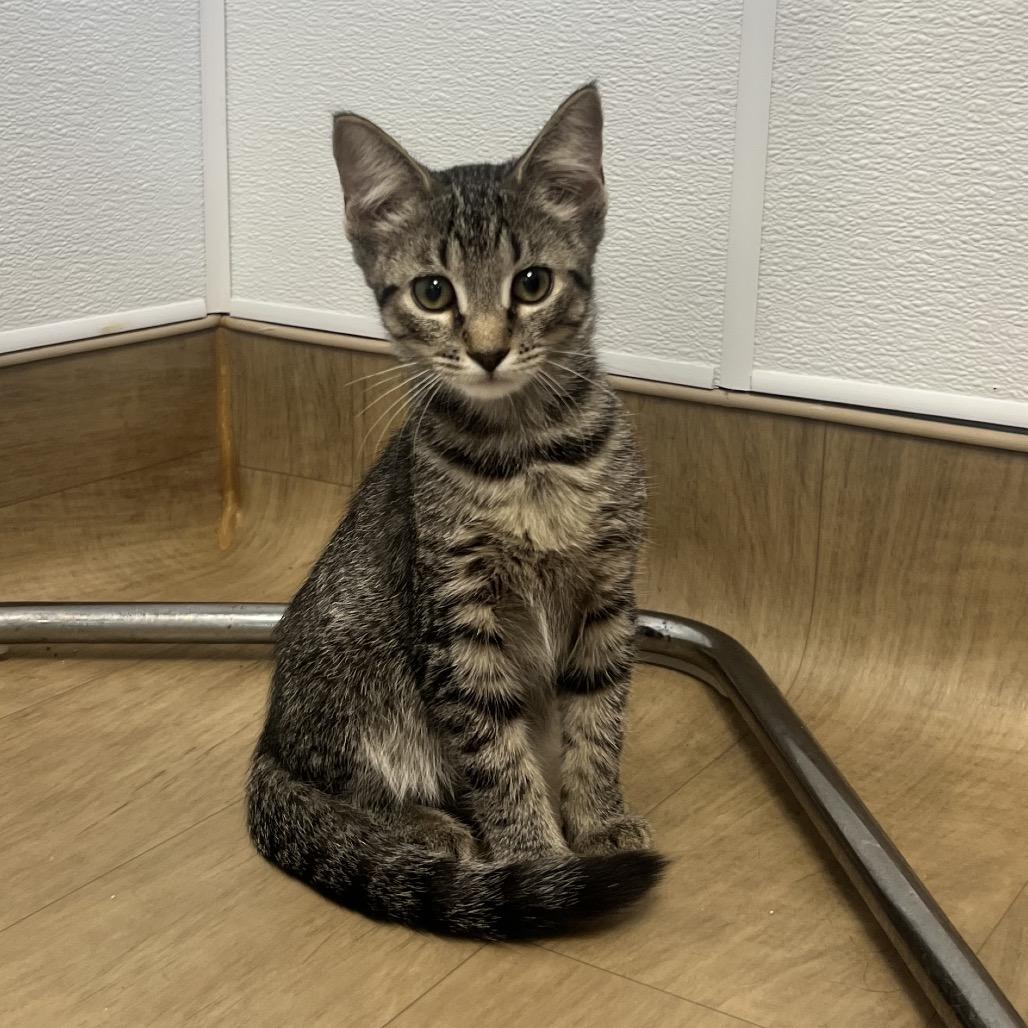 Enlarge Bro, a Adoptable Domestic Short Hair in Oneonta, NY image 2/6