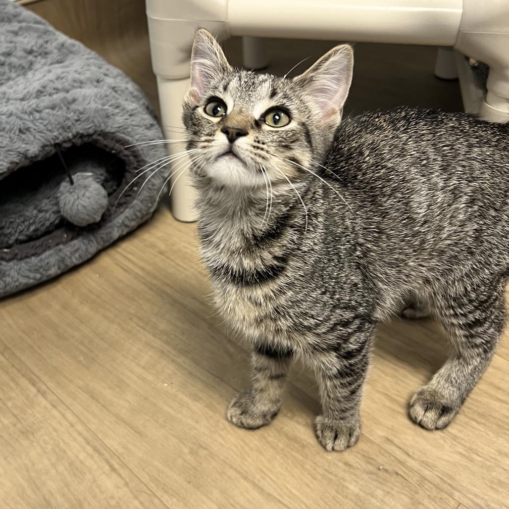Enlarge Bro, a Adoptable Domestic Short Hair in Oneonta, NY image 3/6