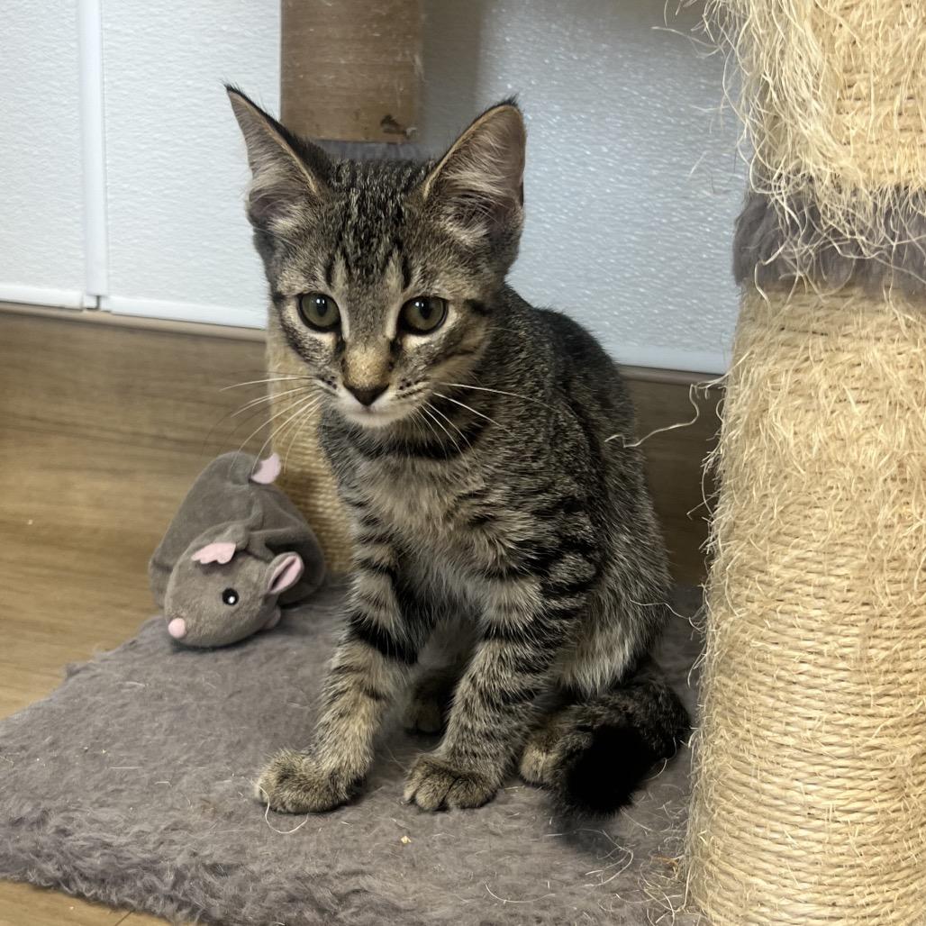 Enlarge Bro, a Adoptable Domestic Short Hair in Oneonta, NY image 4/6