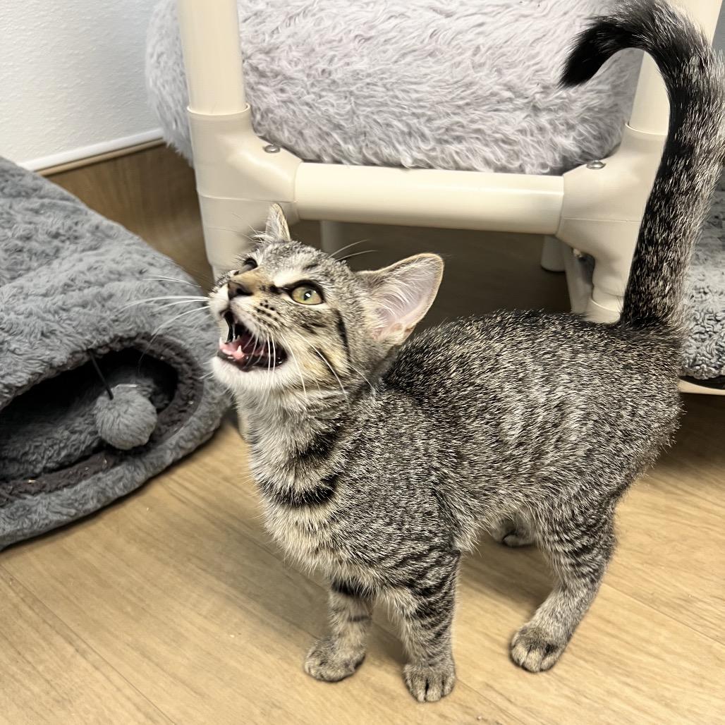 Enlarge Bro, a Adoptable Domestic Short Hair in Oneonta, NY image 5/6